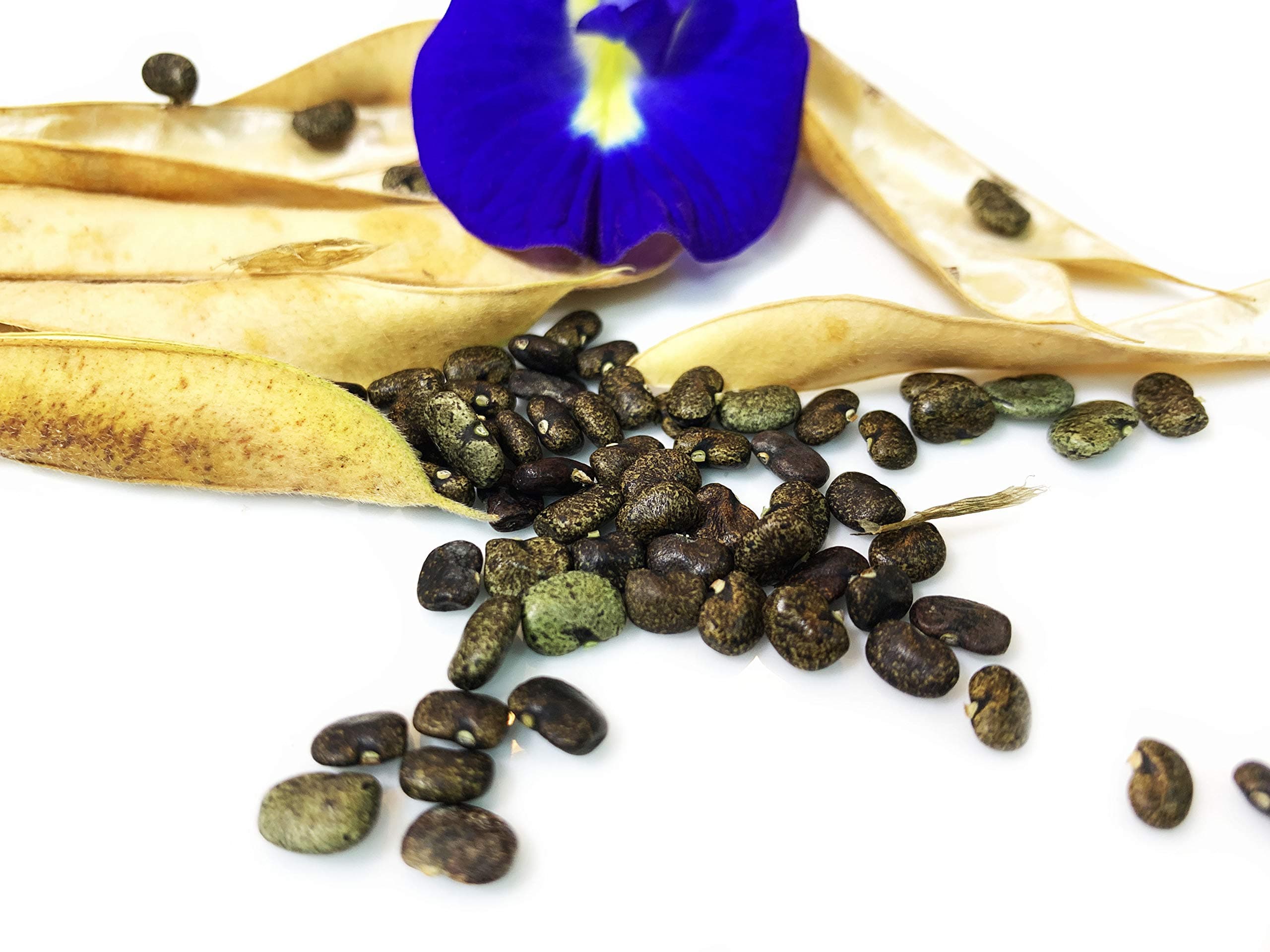 Clitoria Ternate Blue Flower 60 Plus Seeds For Planting with Vine Clips