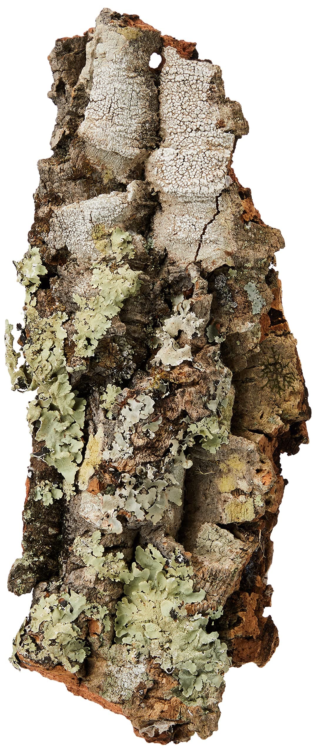 Komodo Mini Habitat Bark Mould Resistant Natural Shelter Hiding Basking Spot for Reptiles terrarium Encourages Natural Instincts