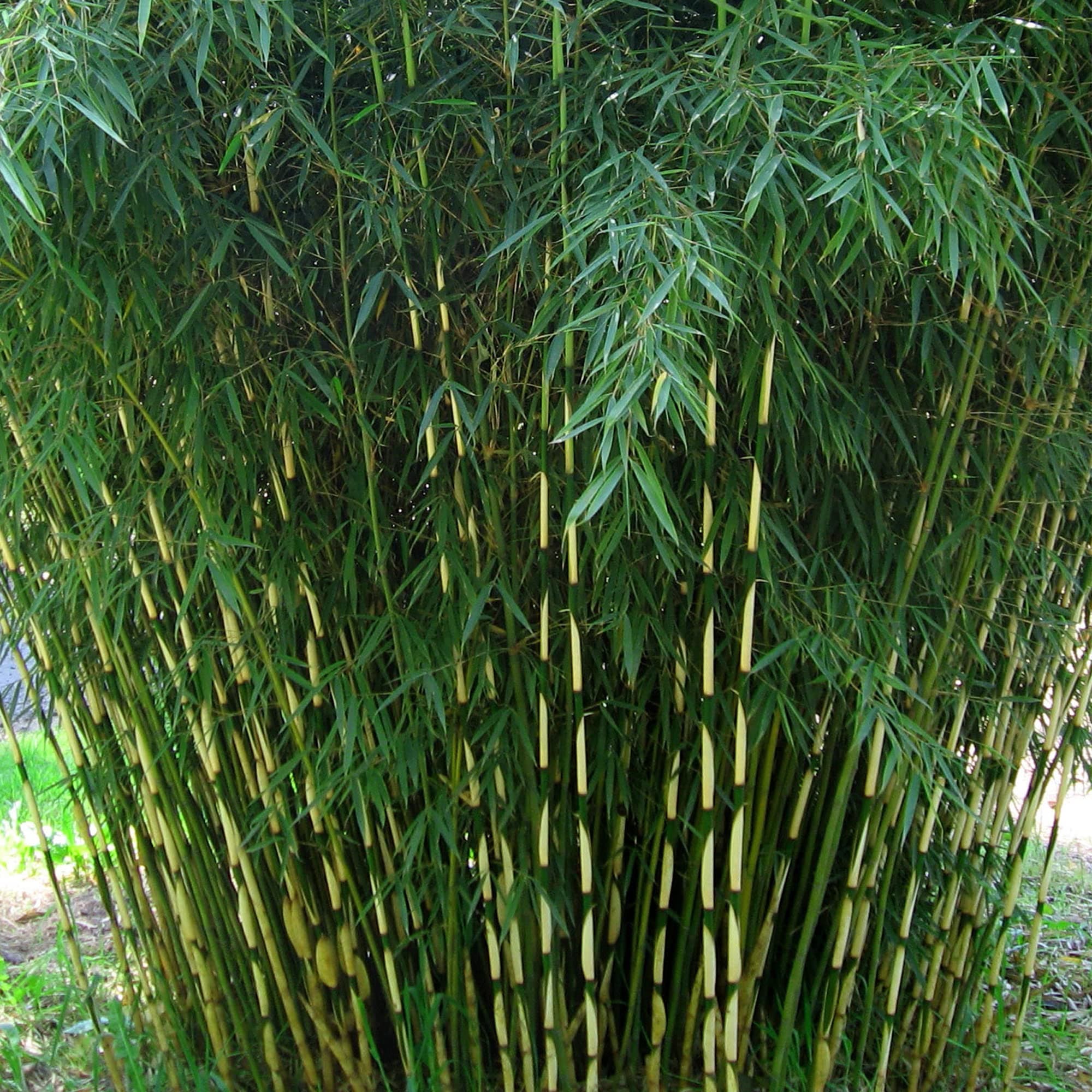 Fargesia Robusta Pingwu - Umbrella Bamboo | Fast Growing Bamboo Plant for Garden Screening and Hedges | 14cm Pot