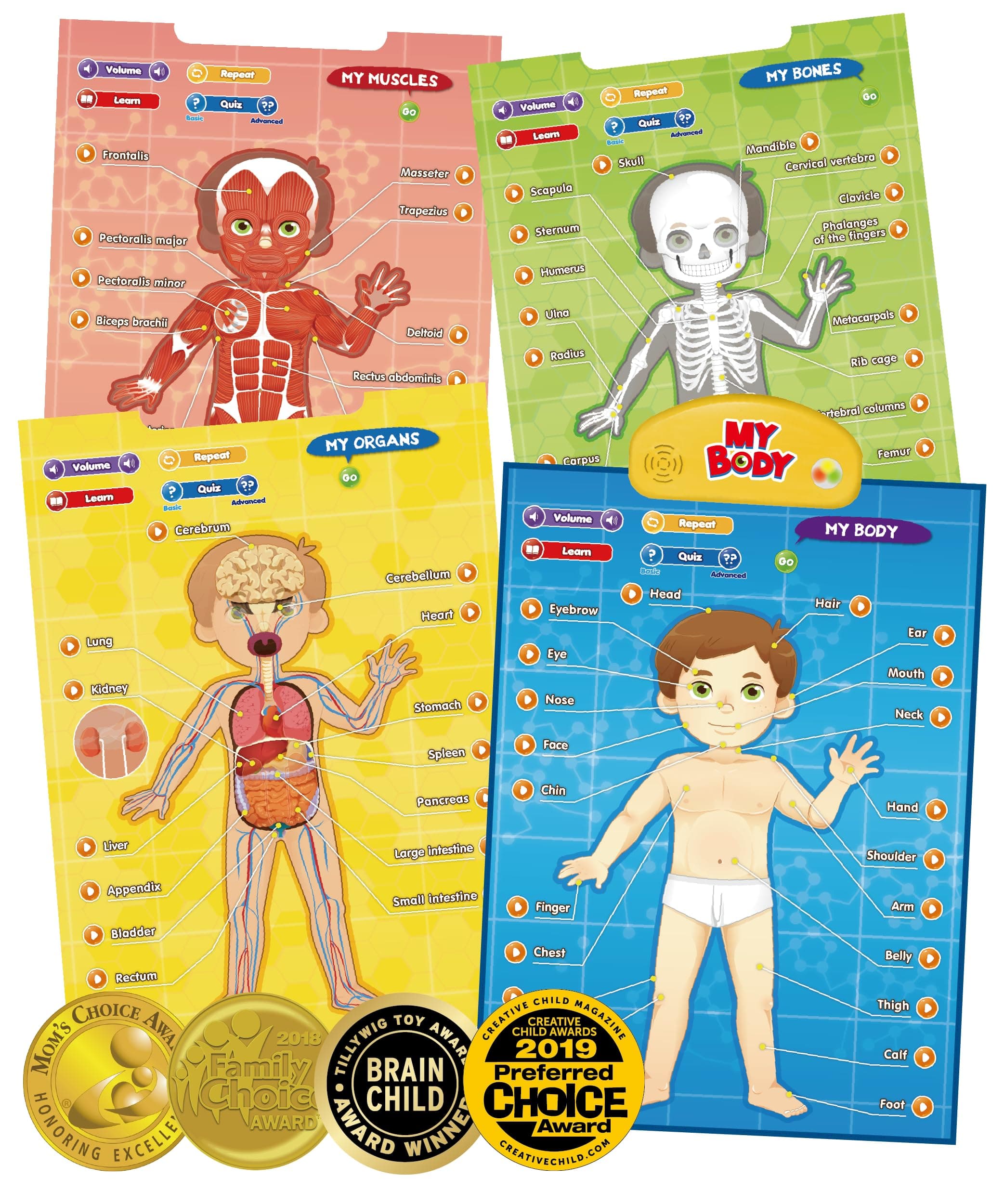 BEST LEARNING i-Poster My Body – Interactive Educational Human Anatomy Talking Toy for Kids Ages 5-12 to Learn Body Parts, Organs, Muscles and Bones Through Fun Sound and Quiz Modes