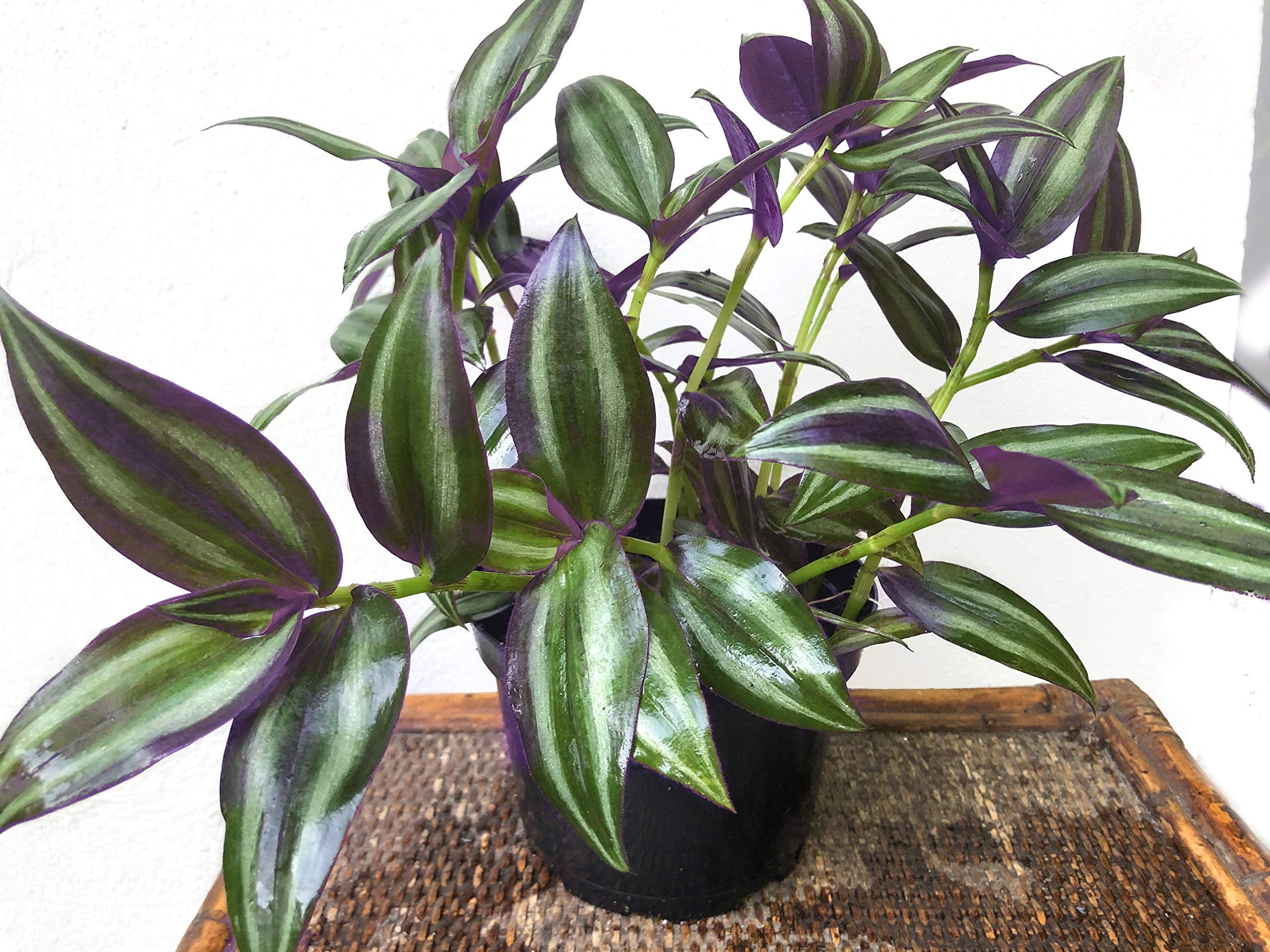 Wandering Jew Purple aka Tradescantia zebrina Live Plant - Indoor Live Plant Fit 1QRT Pot