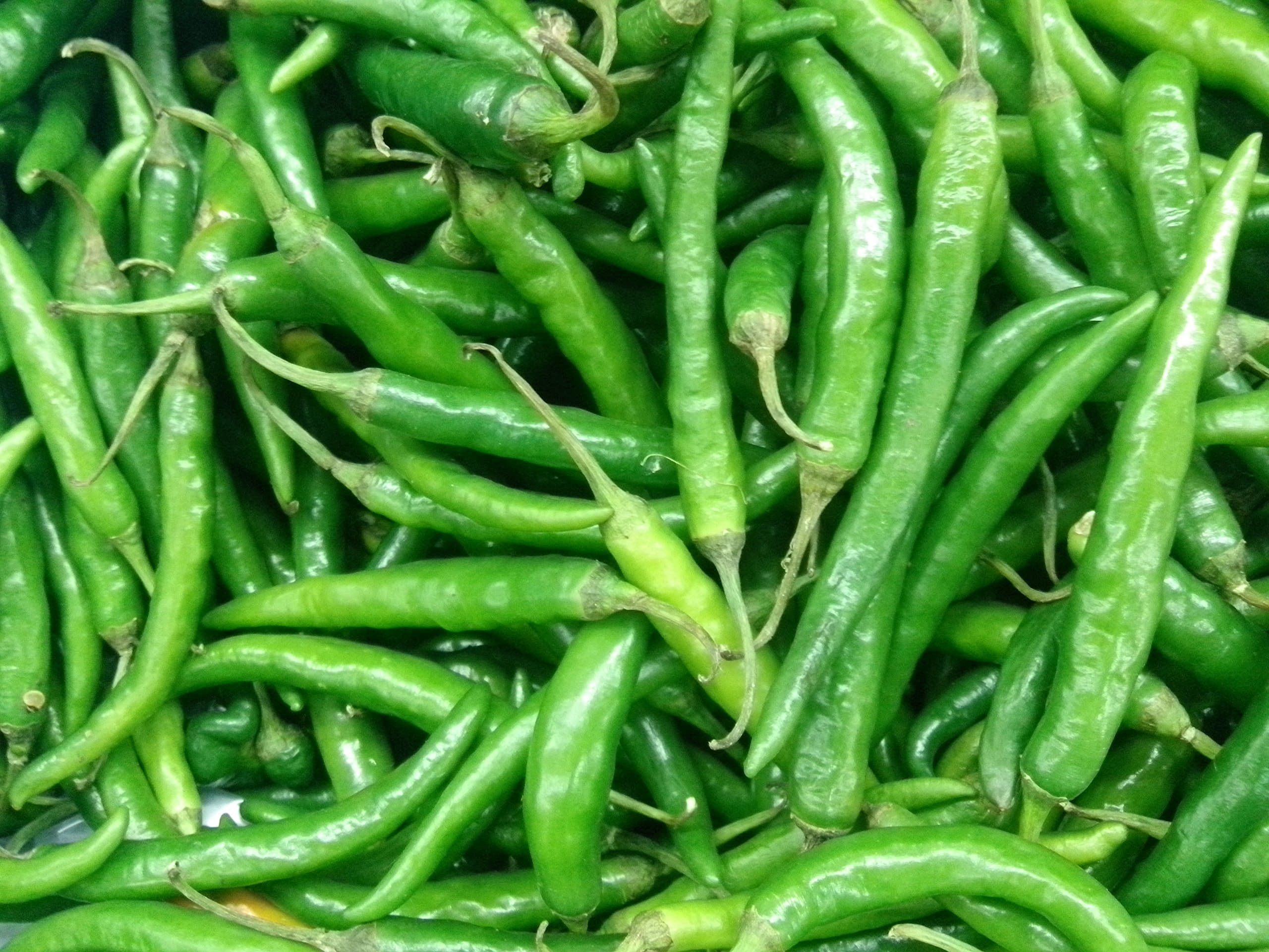 OL Seed Green Chilli Seeds Desi Variety (Pack of 50 Seeds)