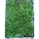 Live Sphagnum Moss for Vivarium, Terrarium, Craft
