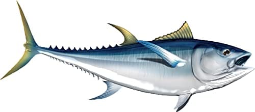 Albacore Tuna Beautiful Fish Decal | Fishing Decal for Boat, Car, Vehicle, Truck Etc. | Waterproof Vinyl Sticker | Many Sizes & Styles Available | 12" to 40" by Digital Fish Art (Small, Position 3)