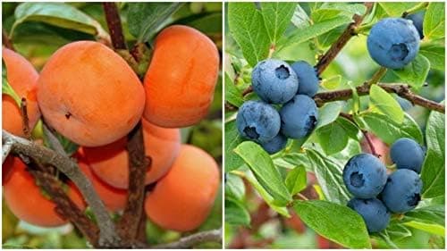 Royal Paradise Garden Rare Common Persimmon + Blueberry Tropical Fruit 2 Live Plant (1 Plant Each) Healthy PLant + vermicompost 250 grm free