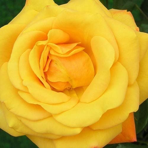 Royal Paradise Garden Rare 1 Healthy Live Plant Floribunda Rose Allgold