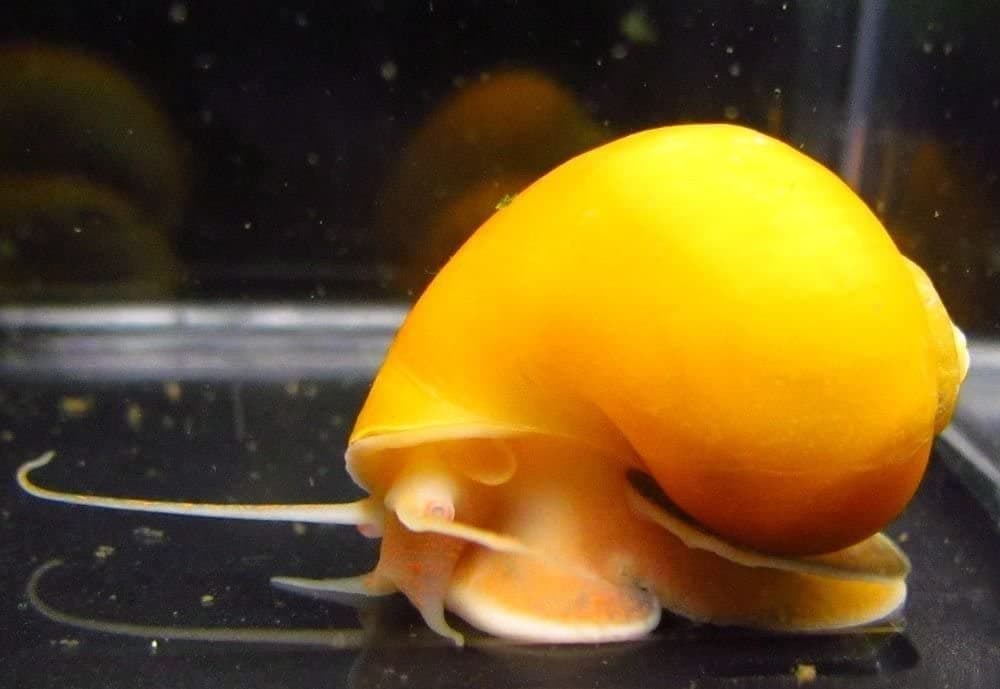 SevenSeaSupply - 3 x Live Golden Mystery Snail - Algae Eater for Aquariums…