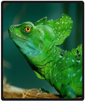 Custom Special Design funny Reptile gecko lizard Black Feathers Fleece Blankets Throws 50 x 60 (Medium)