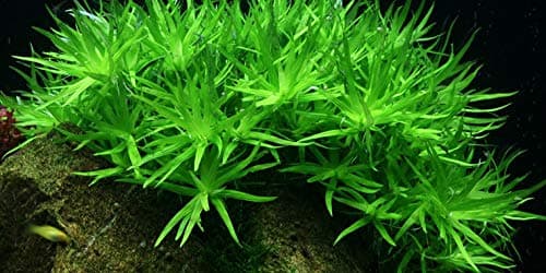 Star Grass (Heteranthera Zosterifolia) - Live Aquarium Plant