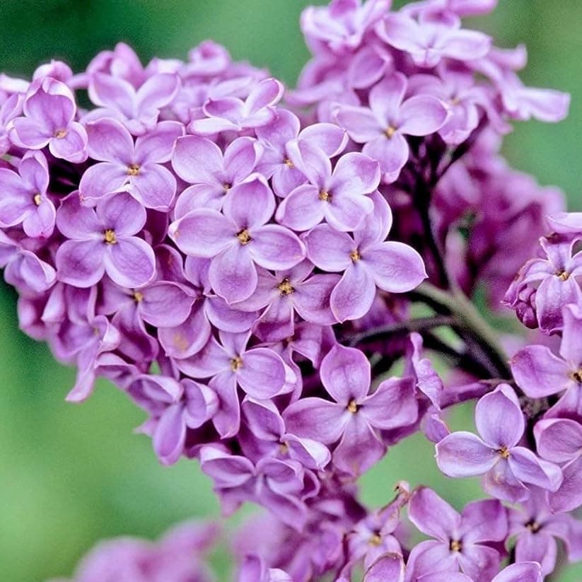 5 Purple Lilac Shrubs/Bushes - 6-12" Tall Live Plants - Hardy Fragrant Flowering Perennial Plants for Gardens - (5 Pack)