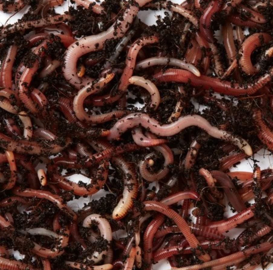 1000+Earthworm Live & Kechua/Egg (Live Earthworm) Making for vermicompost