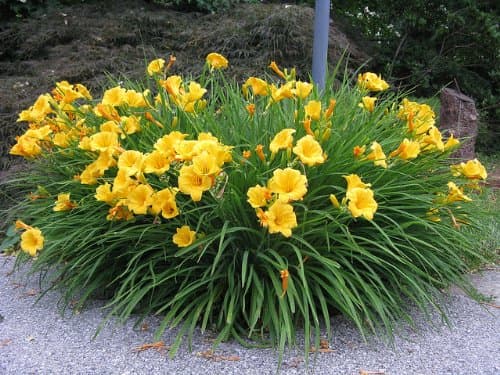 Hemerocallis 'Stella de Oro' yellow day lily, bare root clump