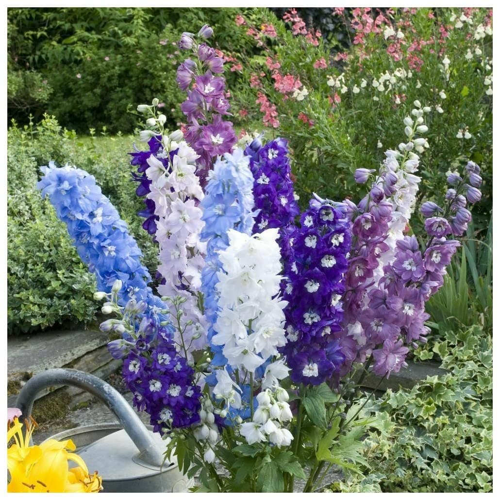 PREMIER SEEDS DIRECT - Perennial Delphinium - Crown Pacific Mix - 200 Seeds