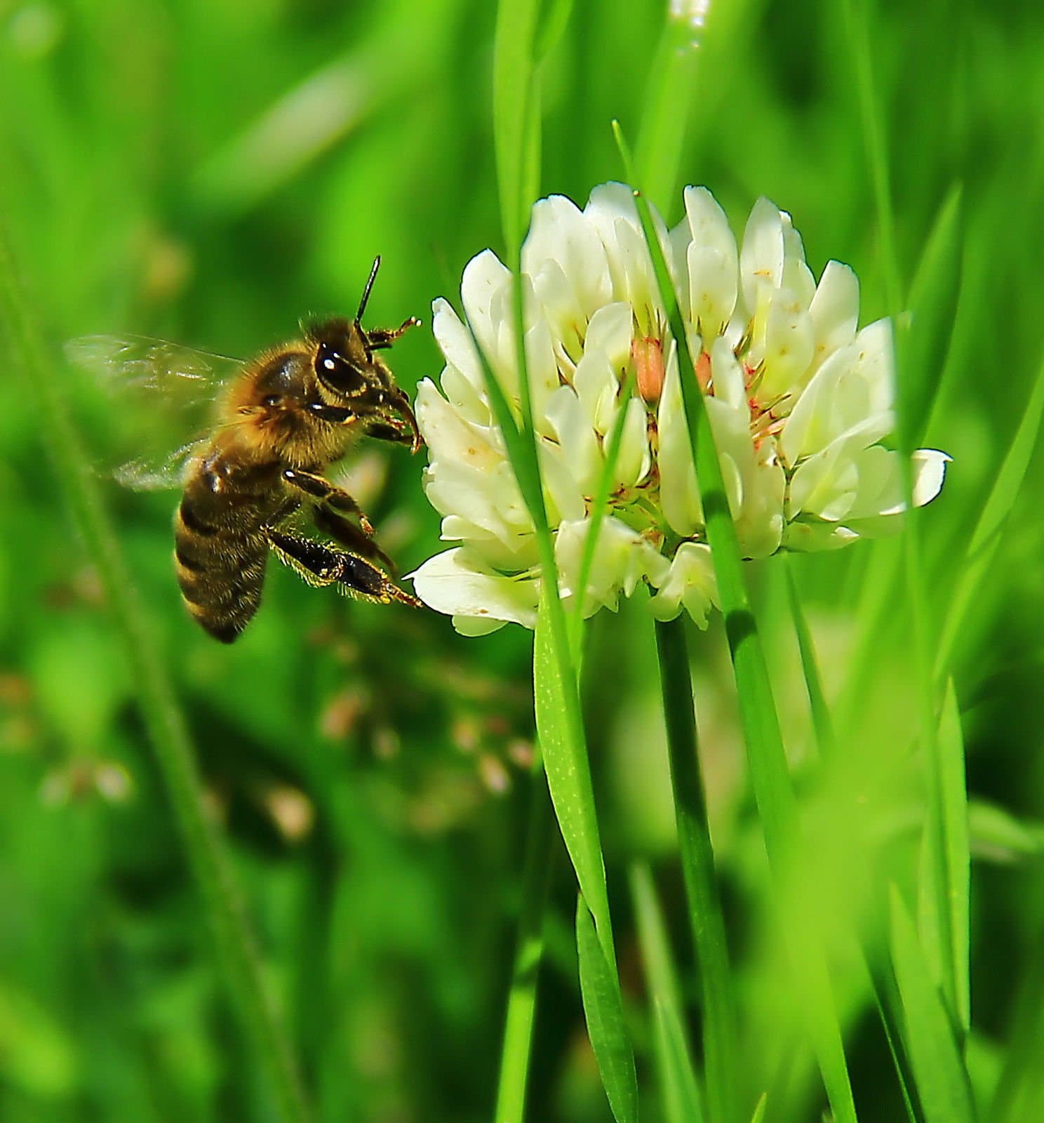 Vinyl Designz White Dutch Clover - 2 Pounds