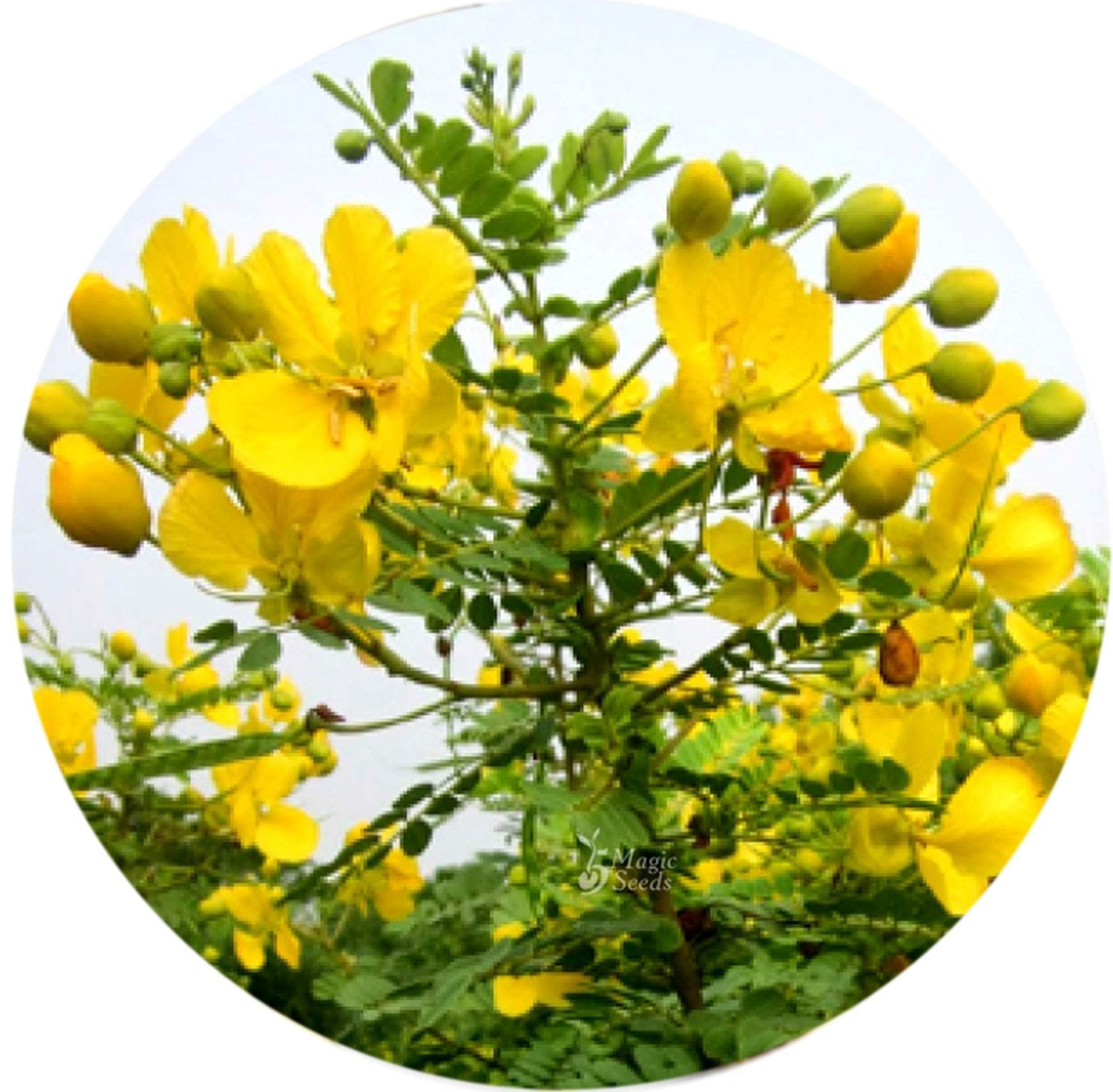 Valli Organics® Avarampoo | Tarwar | Tagedi | Tanner Cassia 100gm