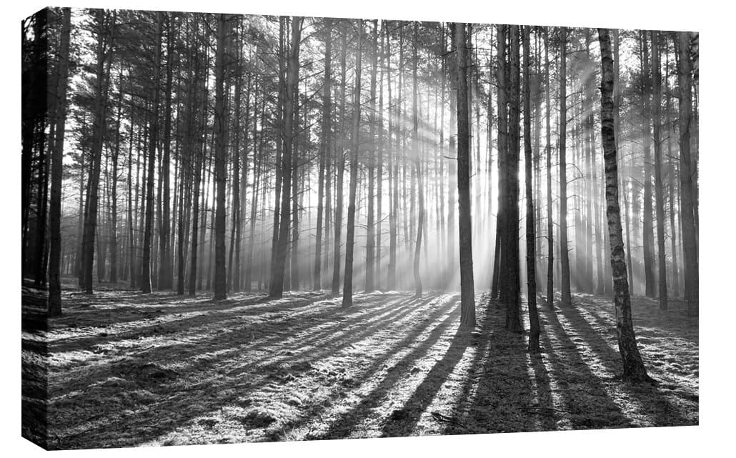 LANDSCAPES LARGE CANVAS ART PRINT SUN BEAMS THROUGH THE FOREST BLACK AND WHITE BOX CANVAS 34 X 20 INCHES READY TO HANG