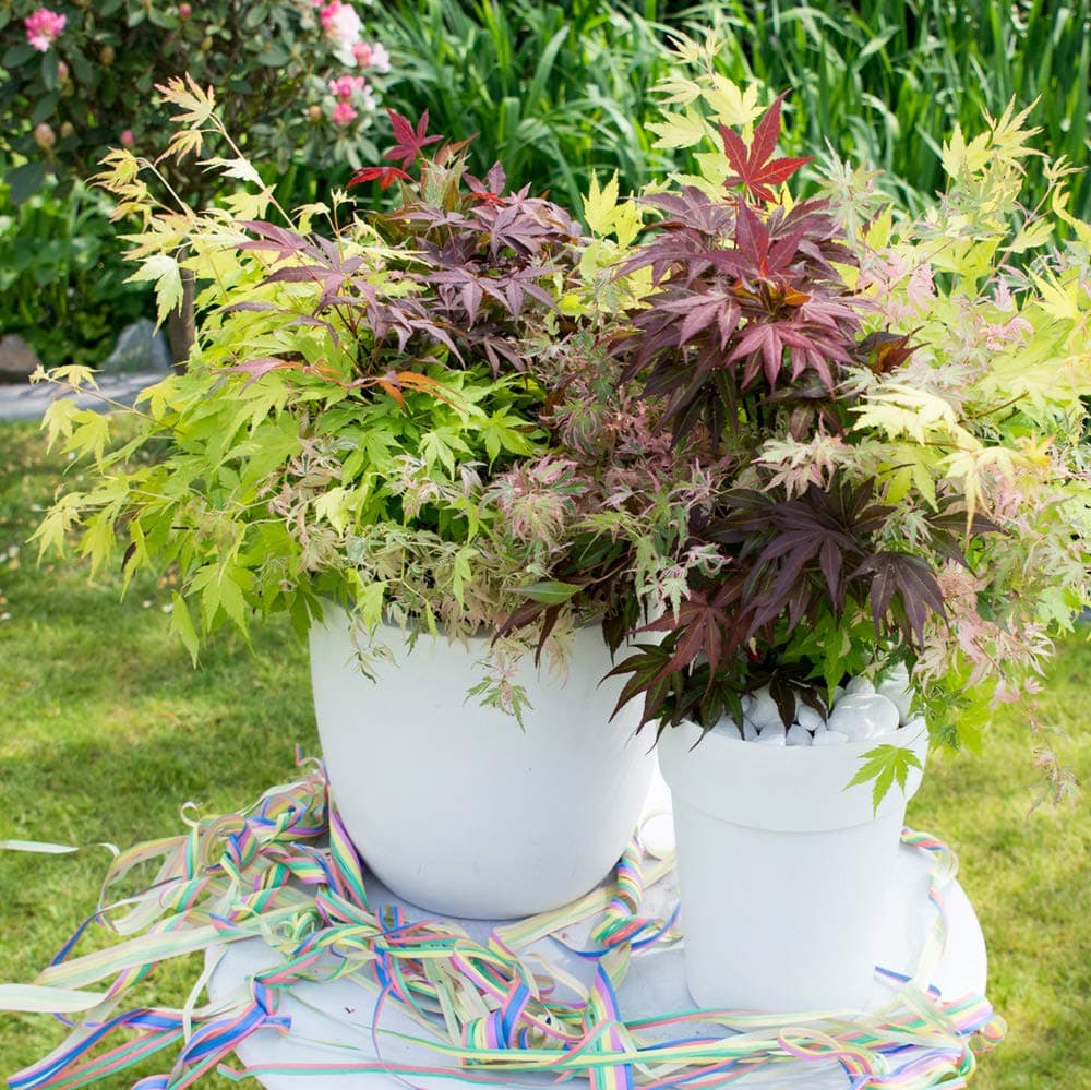 YouGarden Japanese Acer palmatum 'Festival', Established Plant in 3L Pot with Three Colours and Three Varieties