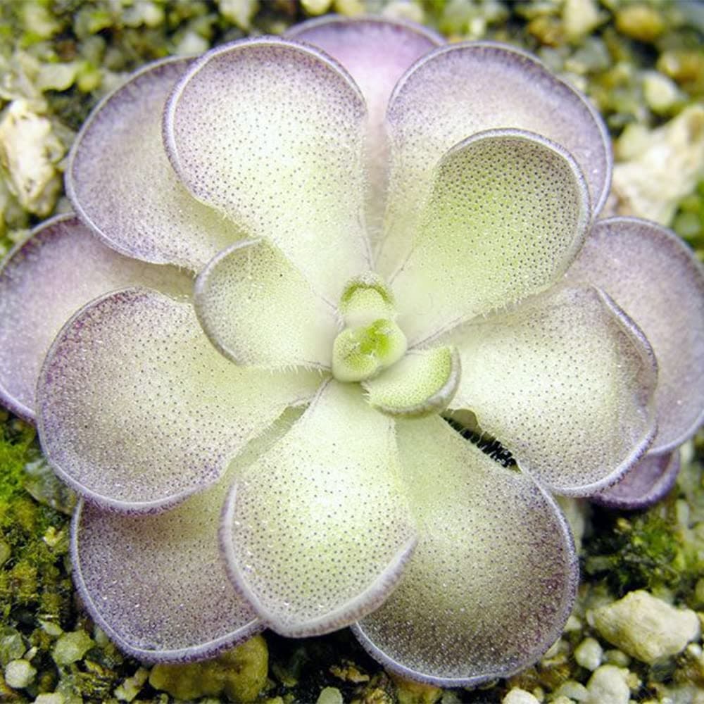 25 Rare Butterwort Plant Seeds Pings Pinguicula, Mexican Butterwort Carnivorous Plant Seeds - Exotic Succulent Plant for Patios Counters Succulent Baskets