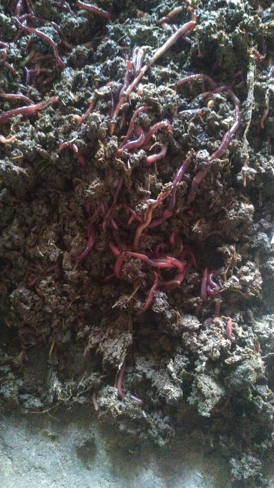 केंचुआ पालन के लिए Kechua Live & Earthworm Egg Making for vermicompost(700+ nos Live Earthworm).…