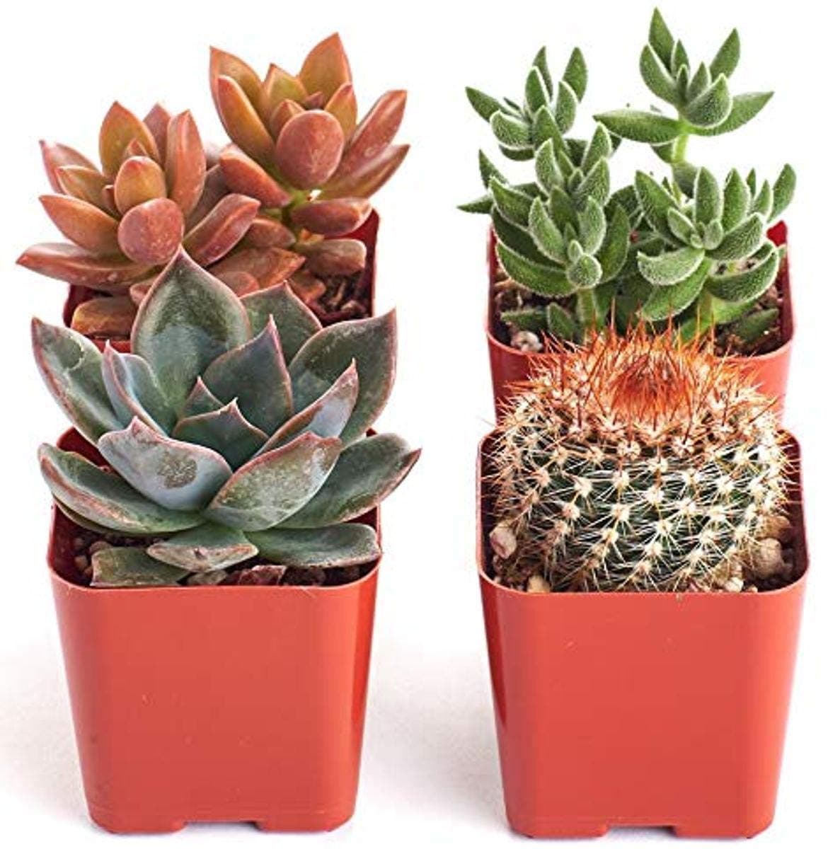 Shop Succulents | Cityscape Collection | Assortment of Hand Selected, Fully Rooted Live Indoor Succulent Plants in Arizona Desert Color Palette-Sedona, 4-Pack,