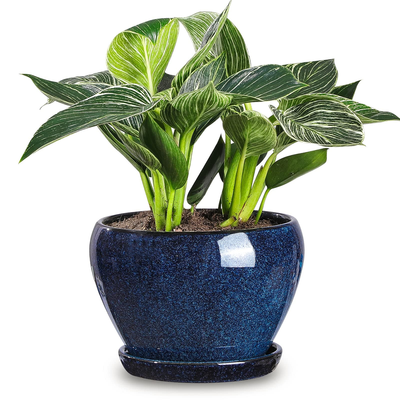 vicrays Ceramic Plant Pots Indoor - 6.5 Inch Planter Pot with Drainage Hole and Saucer for Succulent Orchid Flower Herbs Cactus - Ideal for Gardening Home Desktop Office Decor - Blue