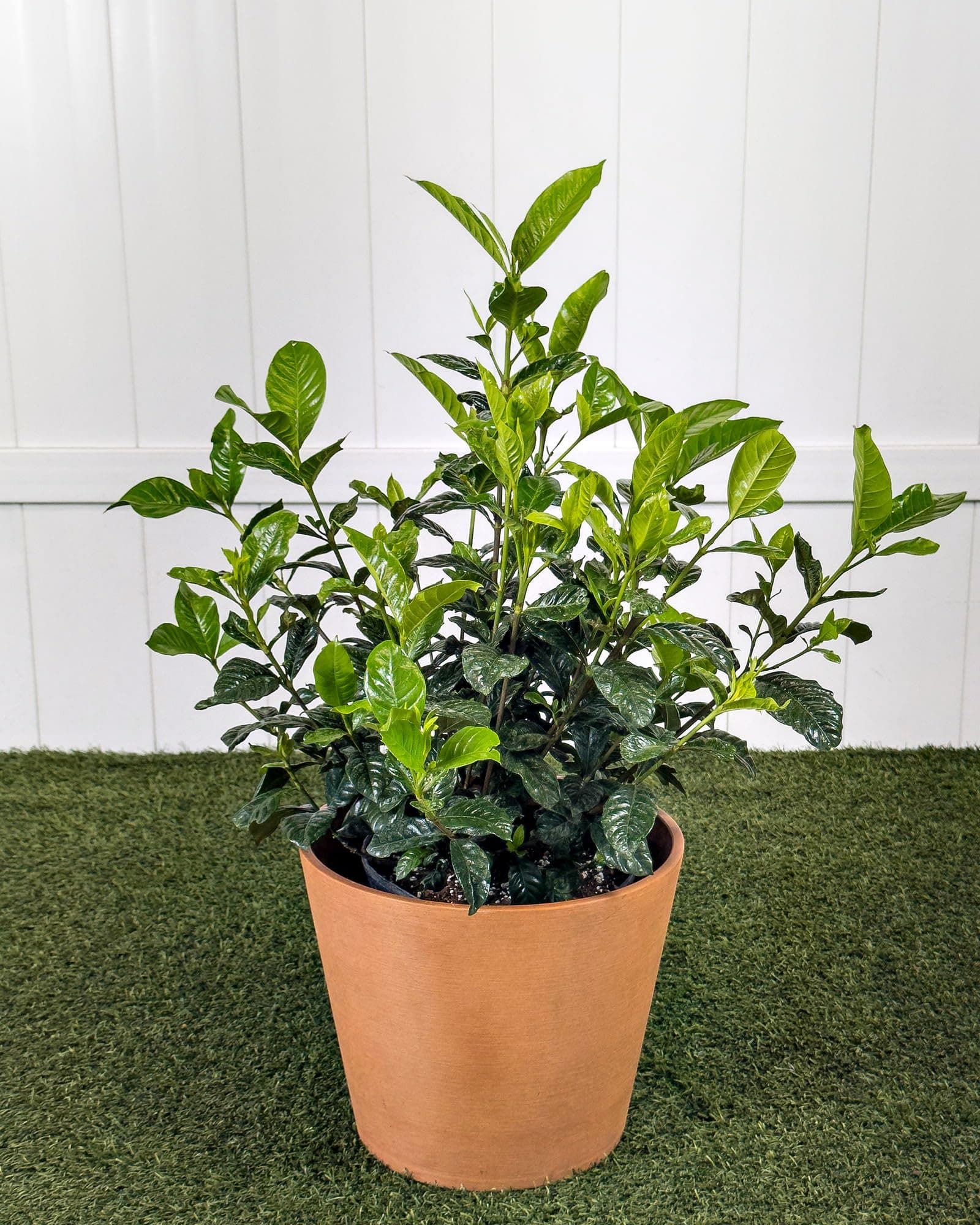 Aimee Yashioka Gardenia - Large, Bush, Live Plant