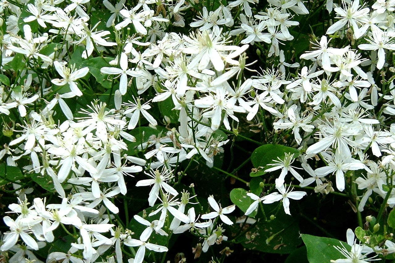 Clematis/Ranjai Fragrant Flower Plant