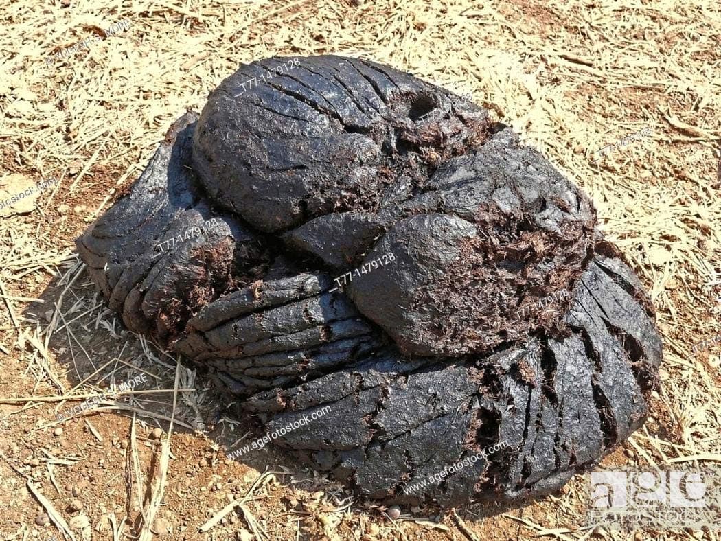 Bum Bum Bhole Pure Wet Cow Dung for Worship Flooring 15kg