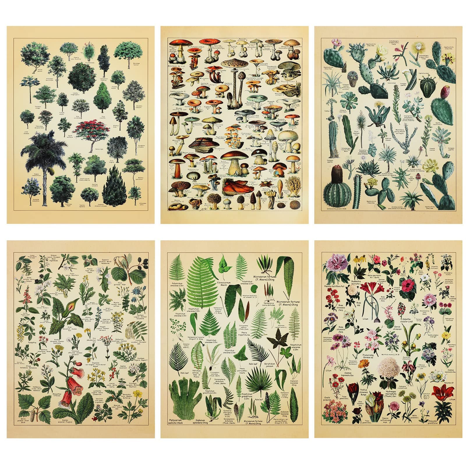 Fainne Set of 6 Plant Poster Vintage Botanical Prints 12 x 16 Inch paper Decorative Wrap Poster Tree Art Picture Vintage Mushroom Floral Nature Decor Cactus Prints