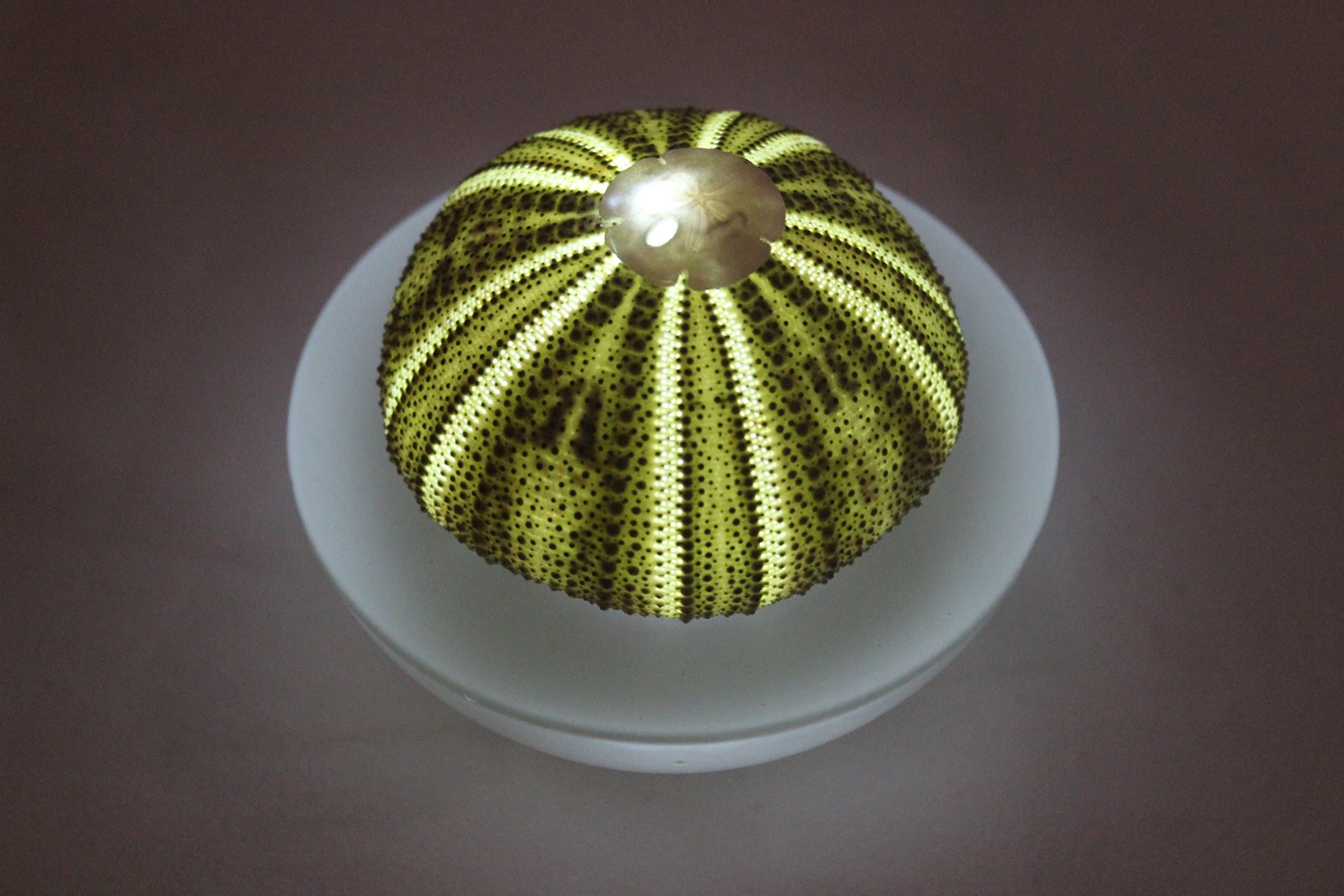 SeaThingz Flameless Candles - Real Sea Urchin Night Light - LED Battery Operated Tealight for Elegant Coastal Home Decor